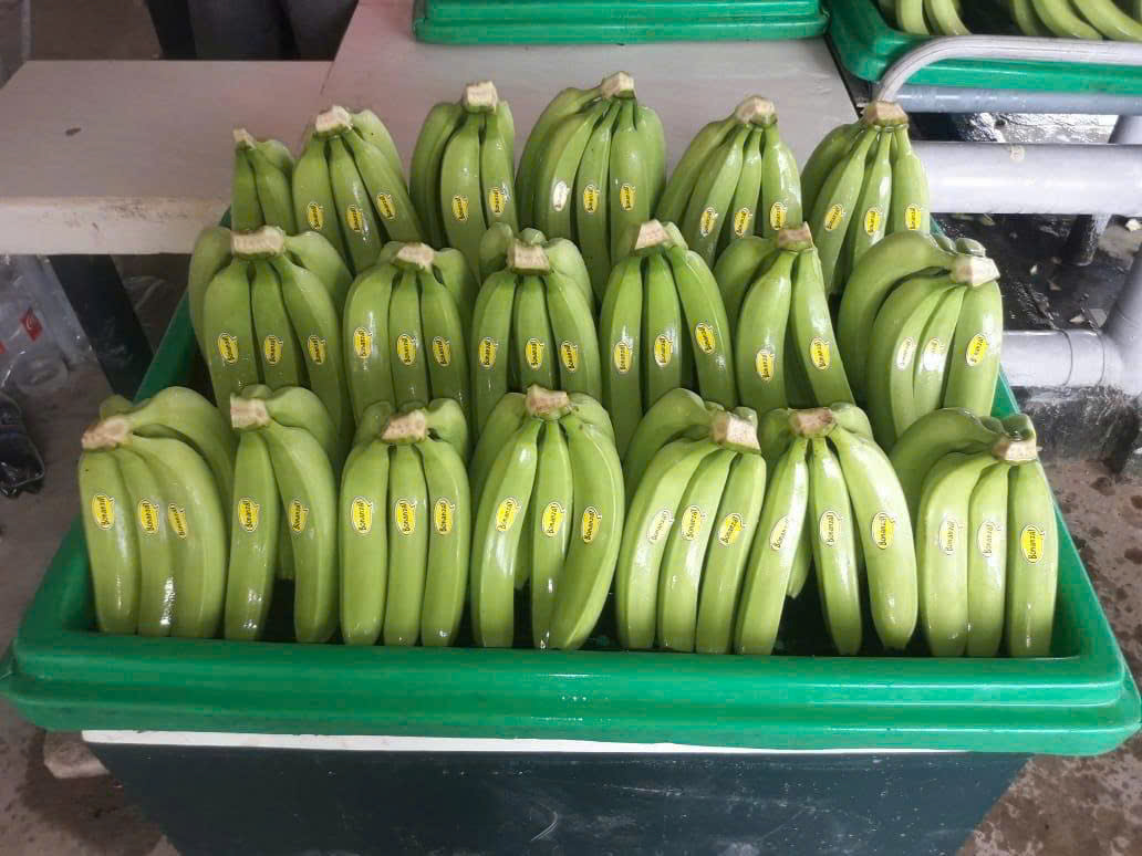 Cavendish Banana