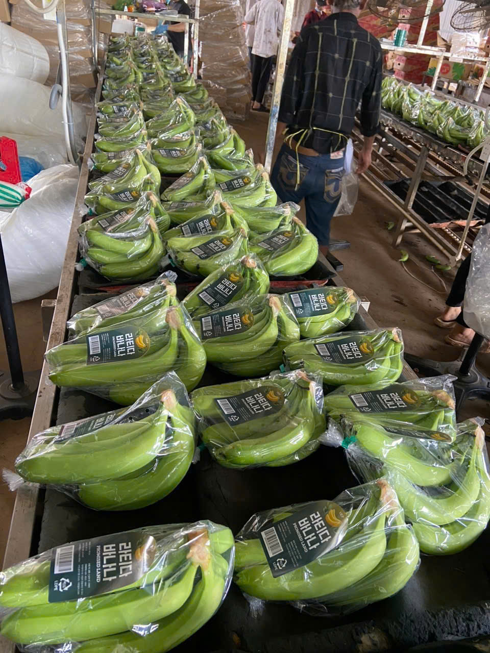 Cavendish Banana preview