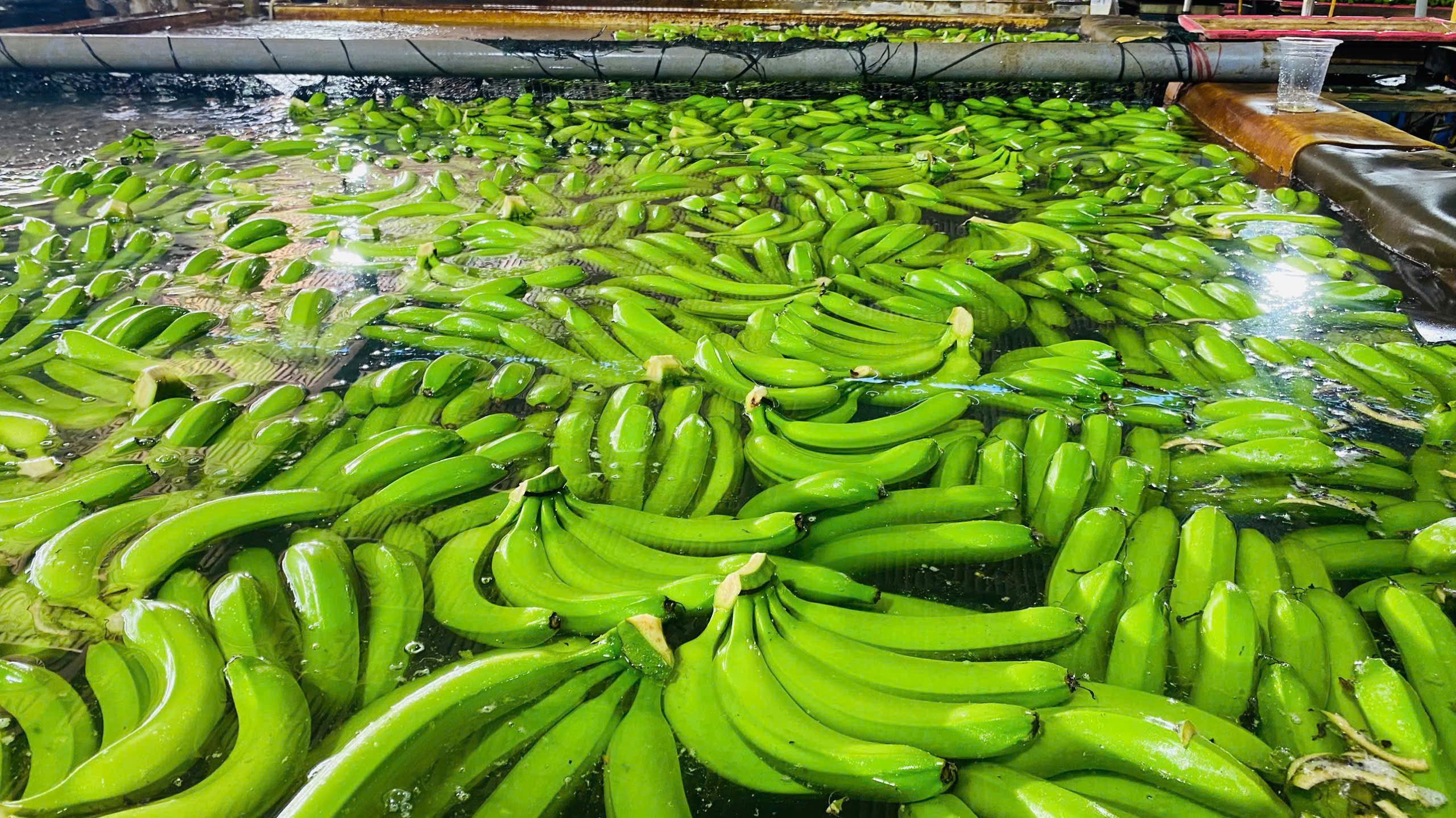 Cavendish Banana thumbnail 7