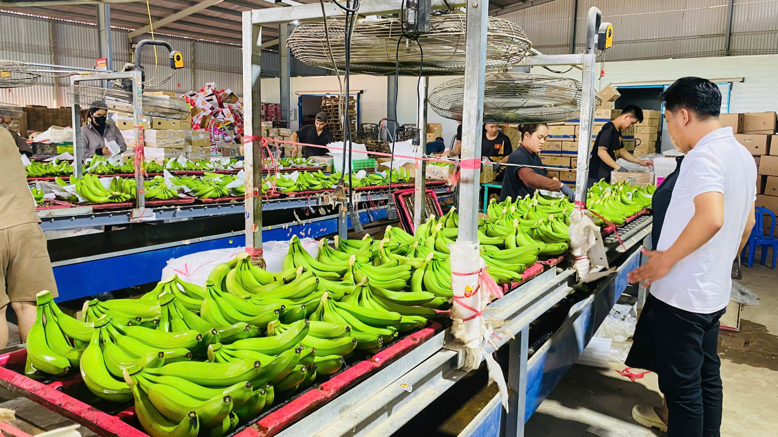 Cavendish Banana preview
