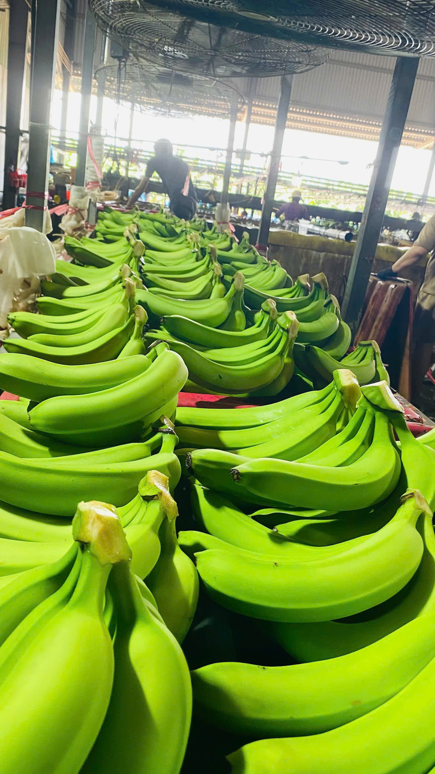 Cavendish Banana thumbnail 10