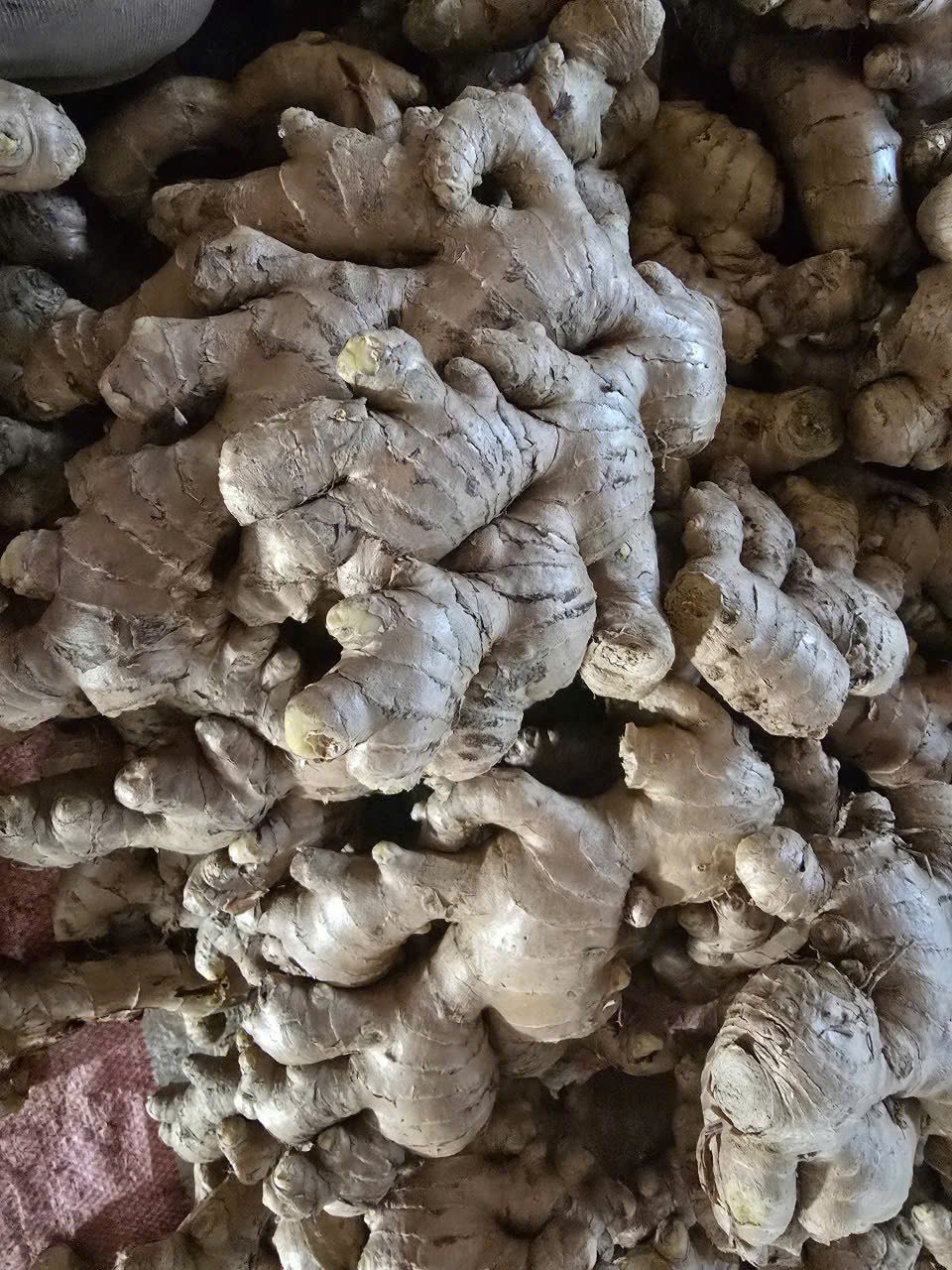 Fresh Ginger preview